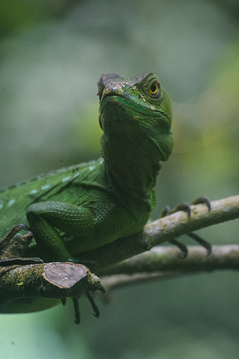 Animals, Lizard, Reptile, Amphibian HD phone wallpaper