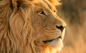 Mac lion , Captivating visuals, Mesmerizing colors, Striking HD wallpaper