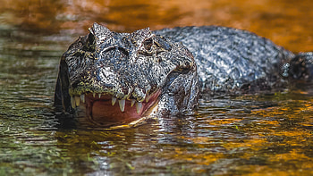 Animal Alligator HD wallpaper