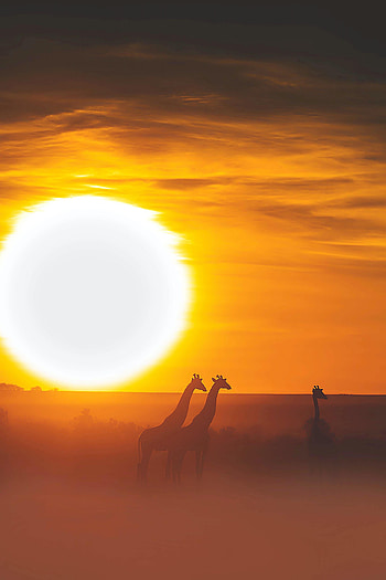 Animals, Sunset, Sun, Safari, Giraffe HD phone wallpaper