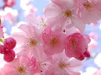 Plants, Flowers HD wallpaper