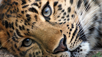 Leopard Face, leopard, animals HD wallpaper
