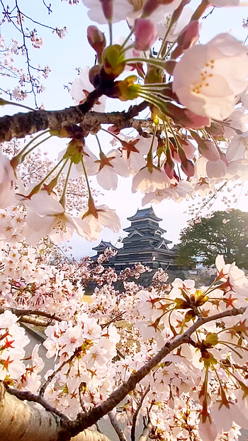 Cherry blossom, Matsumoto Castle HD phone wallpaper