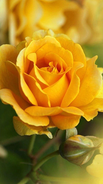 Yellow Rose, Beautiful Yellow HD phone wallpaper