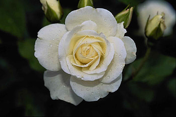 Plants, Flowers, Roses HD wallpaper