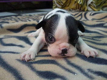 Little bulldog ;), sweet, bulldog, dog, sunshine, animals, forever, little HD wallpaper