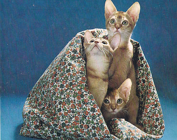 Three kittens, kitten, cute, brown, blanklet HD wallpaper
