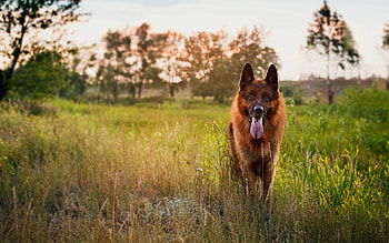 German Shepherd, , Expert HD wallpaper