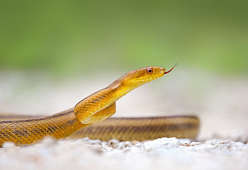 Animals, Reptile, Snake, Crawl, Tongue, Language HD wallpaper