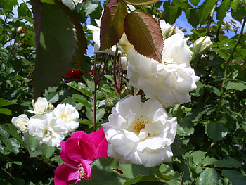 Plants, Flowers, Roses HD wallpaper