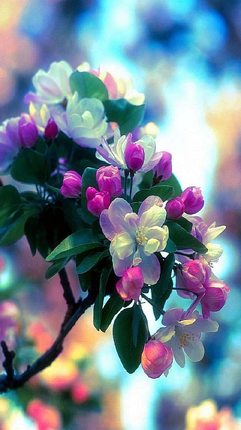 Spring Blossoms, branch, spring, blossom, earth, nature, flower HD phone wallpaper