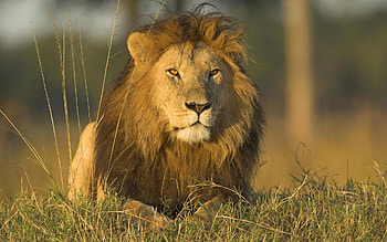 Animals, Lions HD wallpaper