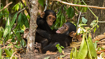 Chimpanzee safaris, Primate encounters, Wildlife exploration HD wallpaper