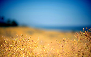 Nature, Grass, Sky, Autumn, Shore, Bank, Foreground, Noon HD wallpaper