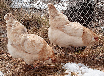 Araucana Chickens, Animals, Araucana, Chickens, Birds HD wallpaper