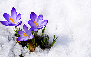 Beautiful, winter, nature, flowers, snow HD wallpaper