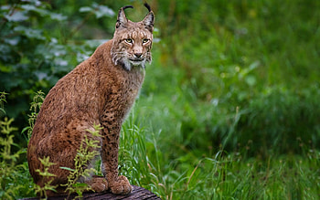 Animals, Grass, Iris, Sit, Forest, Big Cat HD wallpaper