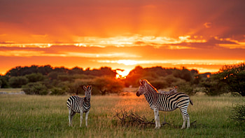 Botswana reisen, Unvergessliches abenteuer, SafariFrank HD wallpaper