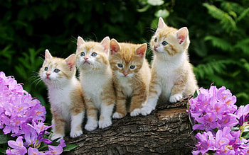 Curious Kittens | HD wallpaper