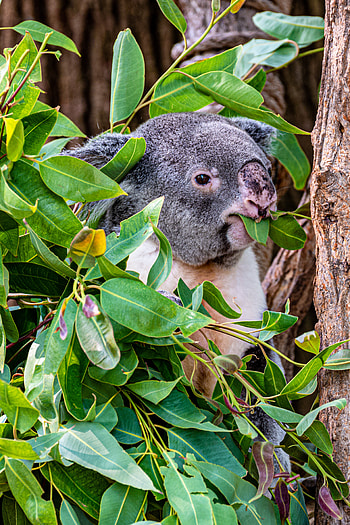 Funny, Animals, Wood, Tree, Branches, Animal, Koala HD phone wallpaper