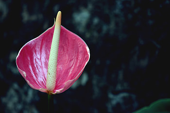 Flowers, Pink, Flower, Bud HD wallpaper