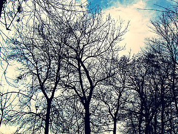 Clouds and trees, clouds, trees, sky, nature HD wallpaper
