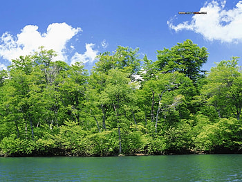 Summer, woods, clouds, trees, sky, nature, forest, lake HD wallpaper