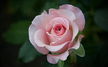 Rose, pink, macro, flower HD wallpaper