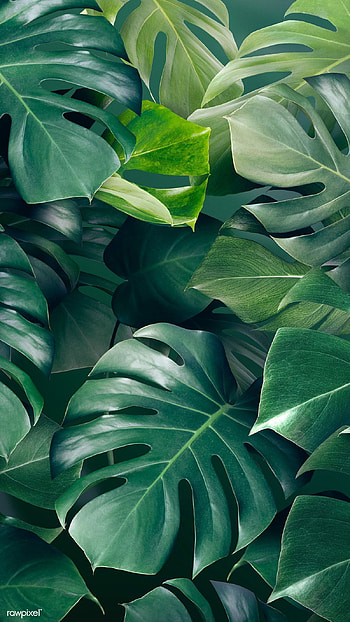 premium of Green monstera leaves background design resource by Adjima about , , aesthetic, android , and. Green aesthetic, Green leaf background, Leaf background HD phone wallpaper