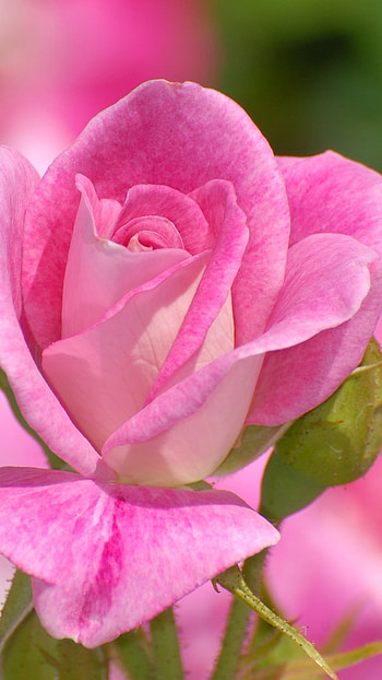 Pink Flower, Rose Background HD phone wallpaper
