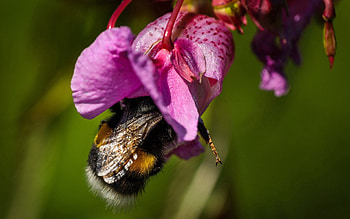 Flower, Macro, Petals, Bee, Pollination HD wallpaper
