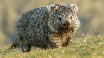 Tourist safety, Wombat protection, Warning signs, Selfie prevention HD wallpaper