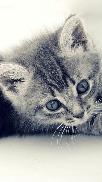 Cute cat kitten, Gray background HD phone wallpaper