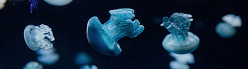 Catostylus mosaicus, Jellyfish HD wallpaper