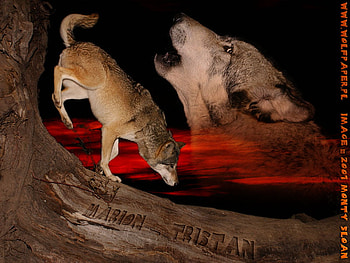 WOLVES, night, wolf howling, wolf jumping, log, animals, howl, wolf HD wallpaper