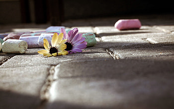 Flowers, Miscellanea, Miscellaneous, Paint, Shallow, Stranded, Draw HD wallpaper