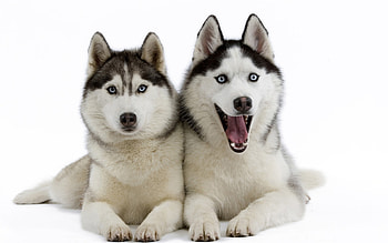 Siberian Husky, , Full quality, Striking ry HD wallpaper