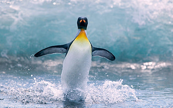 Penguin, , Animal beauty, Digital marvel HD wallpaper