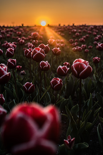 Flowers, Tulips, Horizon, Field, Sunlight HD phone wallpaper