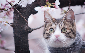 *** Cat ***, animal, cats, cat, animals HD wallpaper