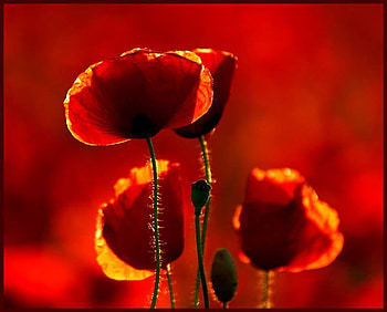 poppies, field, red, flower HD wallpaper