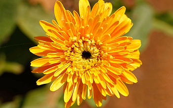 Chrysanthemum, background, High-definition, perfection HD wallpaper