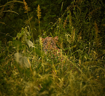 Animals, Grass, Leopard, Predator, Big Cat, Sight, Opinion, Disguise, Camouflage HD wallpaper