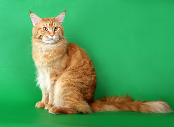 Animals, Cat, Fluffy, Beautiful, Shoot, ession, Thoroughbred HD wallpaper