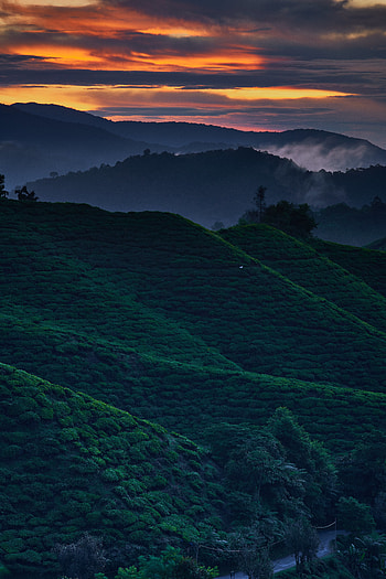 Nature, Trees, Sunset, Sky, Hills, Dahl, Distance HD phone wallpaper