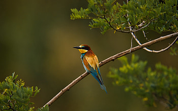Bee Eater, animal, branch, bird HD wallpaper