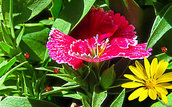 Southwest Mini-Flower, tiny flower, southwest, enhanced, flower HD wallpaper