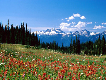 adi, nature, flowers HD wallpaper
