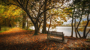 Lake in a park at Cumbria, England, autumn, trees, bench, leaves HD wallpaper