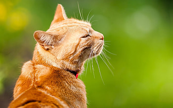 Animals, Background, Cat, Muzzle, Color, Collar, Satisfied, Content HD wallpaper